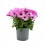 Potunia