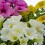 Potunia