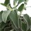 Phlomis fructicosa o salvia amarilla (maceta 15 cm ø)