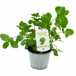 Menta sabor albahaca ecologica (maceta 13 cm Ø)