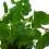 Menta