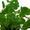 Menta sabor albahaca ecologica (maceta 13 cm Ø)