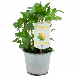 Hortelã limao orgânico (vaso 13 cm Ø)