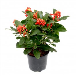 Skimmia o esquimia (test15 cm ø)