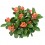 Skimmia o esquimia (maceta 15 cm ø)