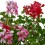 Géranium Francesilla ou Roi du Balcon (pot 13 cm ø)