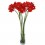 Gerbera roja