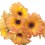 Gerbera Naranja