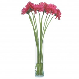 Gerbera Rosa