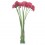Gerbera Rosa