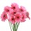 Gerbera Rosa
