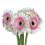 Gerbera blanco y rosa