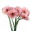 Gerbera rosa claro