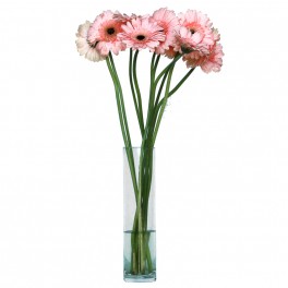 Gerbera rosa claro