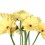 Gerbera amarelo claro