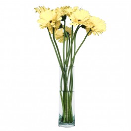 Gerbera Amarillo claro