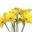 Bouquet de Gerbera Amarela