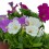 Petunia mini (maceta 10,5 cm Ø)