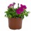 Petunia mini (maceta 10,5 cm Ø)