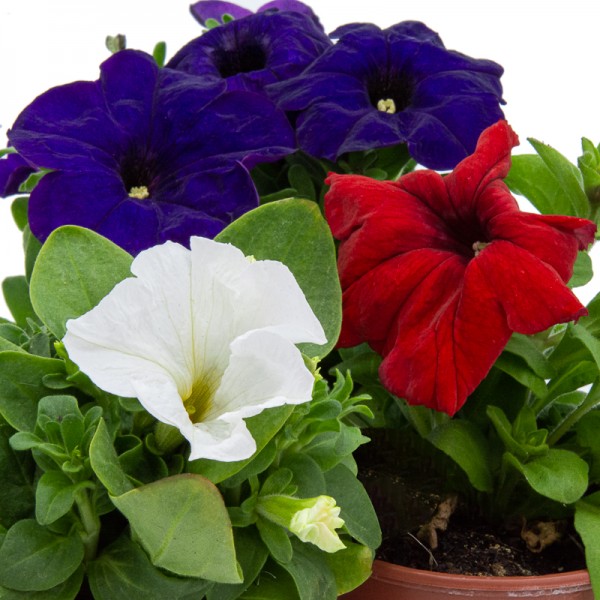 fleurs blanches, pétunias en rouge et phormium en cache-pot en terre cuite