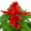 Salvia Splendens ou Sauge Rouge (pot 10,5 cm ø).