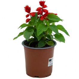 Salvia Splendens o salvia roja (maceta 10,5 cm ø)