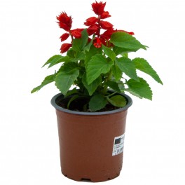 Salvia Splendens ou Sauge Rouge (pot 10,5 cm ø).