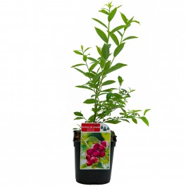 Cranberry vermelho (pote de 2 litros)