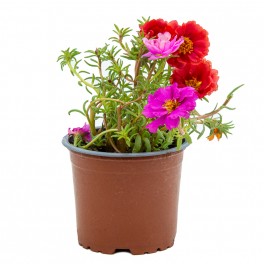 Portulaca (vaso 10,5 cm ø)