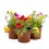 Portulaca (vaso 10,5 cm ø)