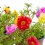 Portulaca (vaso 10,5 cm ø)