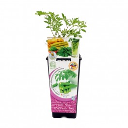 Moringa  (maceta 2 litros)