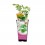 Moringa  (maceta 2 litros)