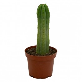 Cactus de San Pédro (pot 10,5 cm Ø).