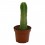 Cactus de San Pédro (pot 10,5 cm Ø).