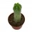 Cactus de San Pédro (pot 10,5 cm Ø).