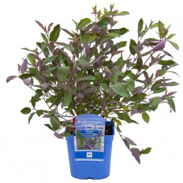 Vitrex trifolia purpurea (maceta 15 cm Ø)