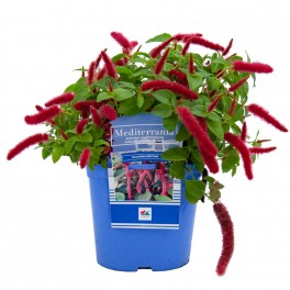 Acalypha reptans (maceta 15 cm Ø)