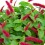Acalypha reptans (maceta 15 cm Ø)