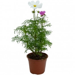 Cosmos (maceta 13 cm Ø)