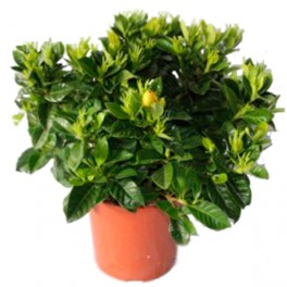 Gardenia (maceta 13 cm Ø)