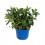 Verónica hoja verde (maceta 17 cm Ø)