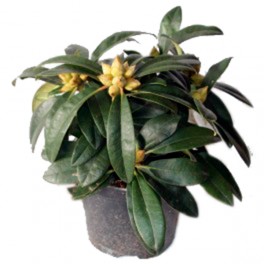Rododendro (vaso de 23 cm ø)