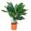 Aspidistra