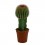 Cactus empaltat variat (diferents mides)