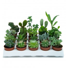 Cactus y crasa (maceta 5,5 cm ø) variado