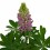 Lupinus (test 13 cm Ø)