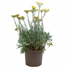 Helichrysum orientale (maceta 23 cm ø)