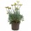 Helichrysum orientale (maceta 23 cm ø)