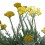Helichrysum orientale (maceta 23 cm ø)